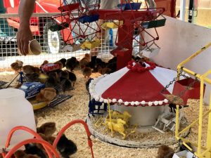 Santa Barbara County Fair #fair #fun #familyfun #amusementpark #blog #blogger #bloggermom #momblogger #savings