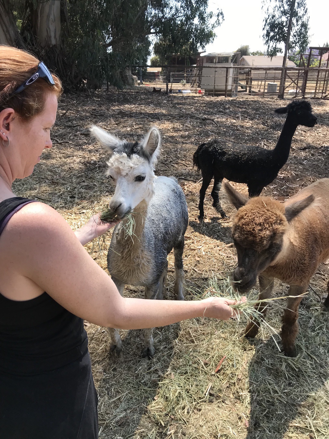 1850 Coffee #coffee #InspireYourBold #CollectiveBias #food #drink #ad