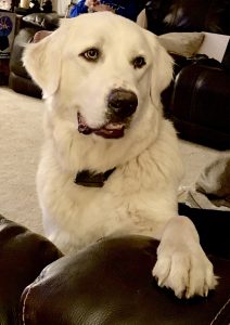 Great Pyrenees Innovet Pet #InnovetPet #Pets #GreatPyrenees 3ad