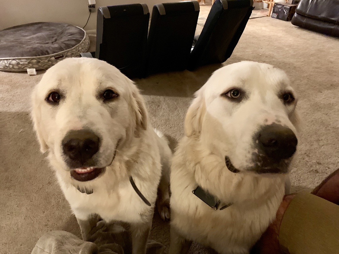 Great Pyrenees Innovet Pet #InnovetPet #Pets #GreatPyrenees 3ad