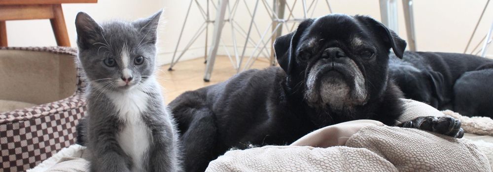 Pug and kitten