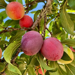plum fruit on tree