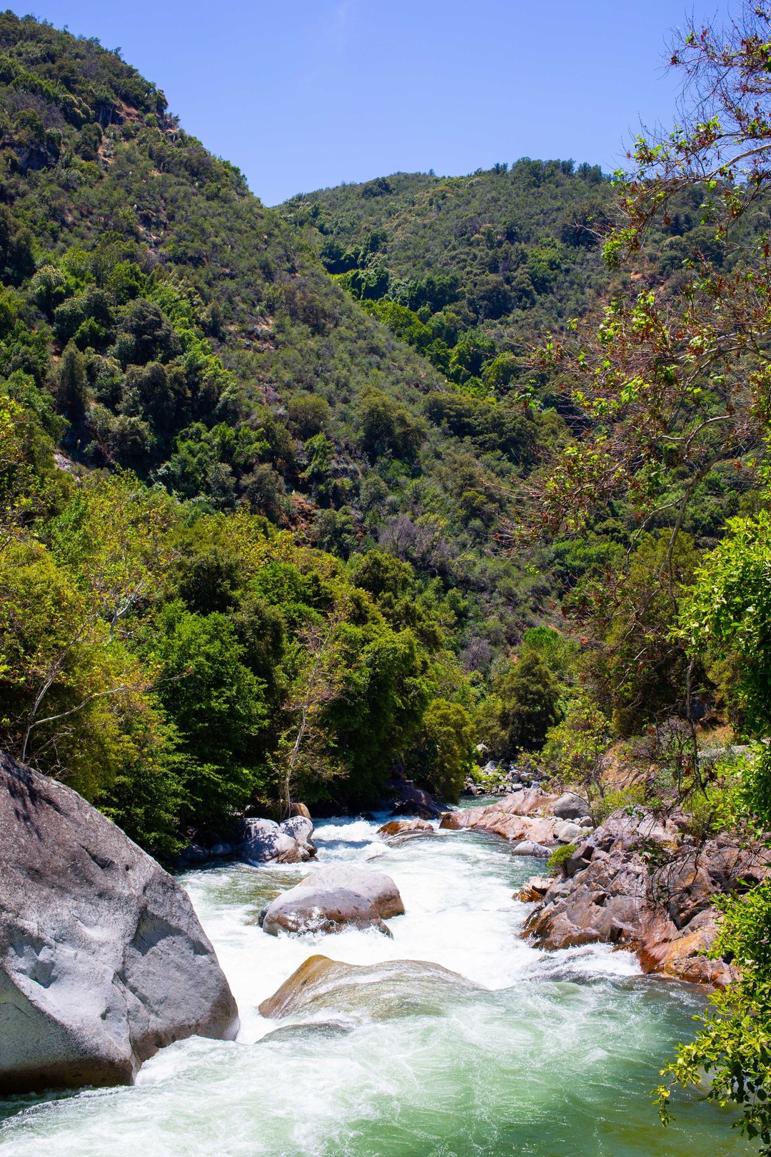 river with trees and rocks