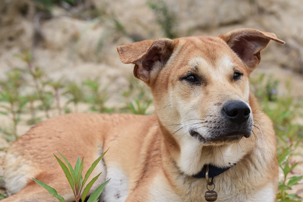 dog with collar
