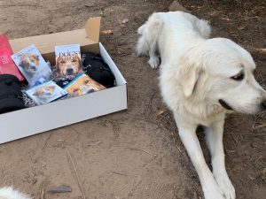 A Dog's Journey Movie