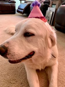 The Secret Life of Pets 2 Movie Kit