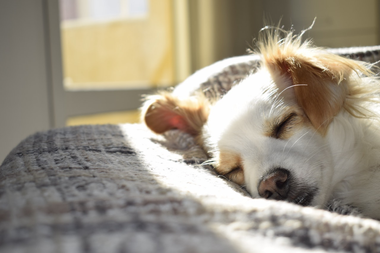 Pet Emergency