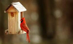 Birdhouse Kit