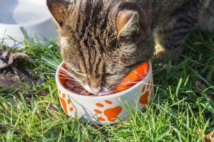 Cat eating food in bowl