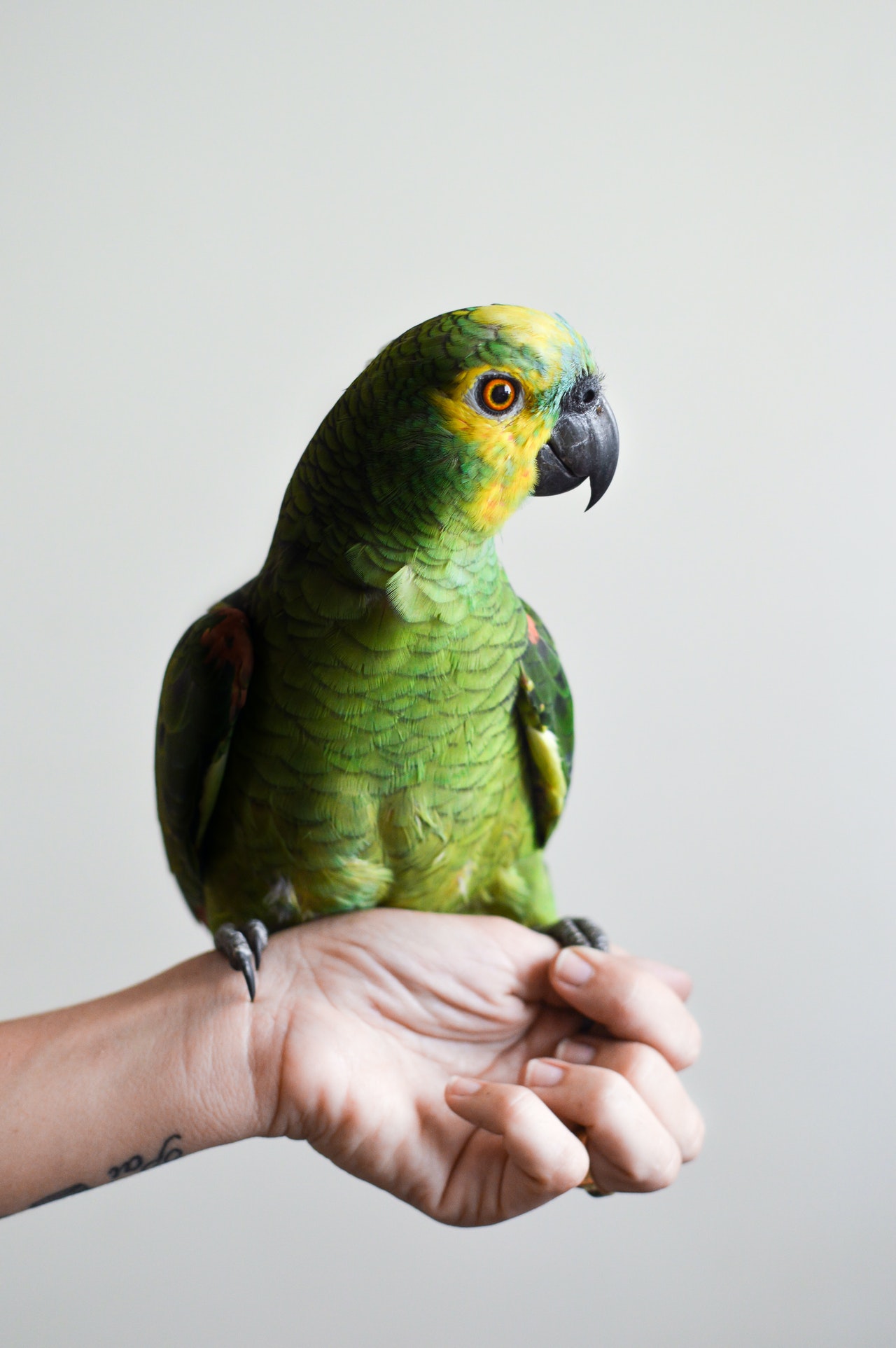 pet bird