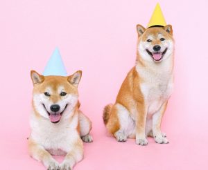 Dogs birthday hats