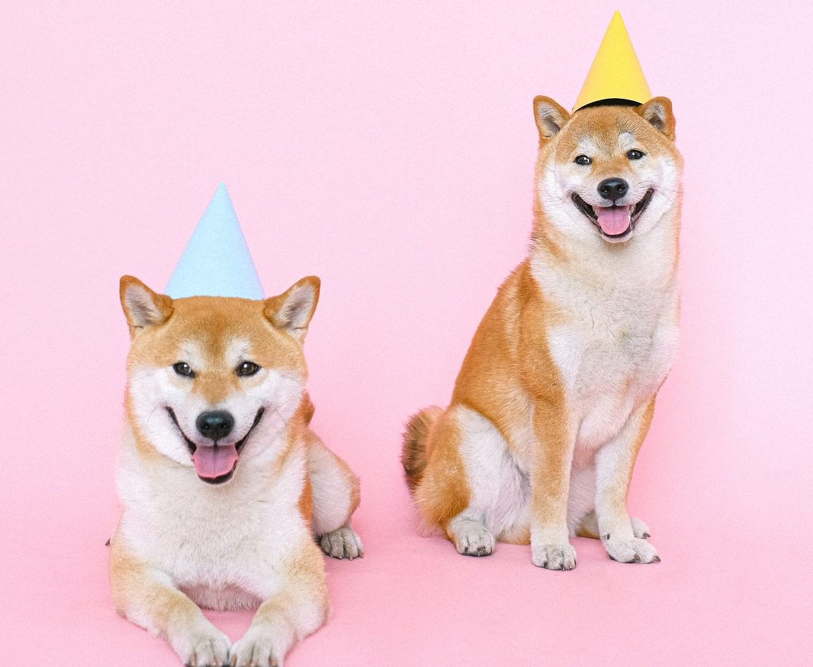 Dogs birthday hats
