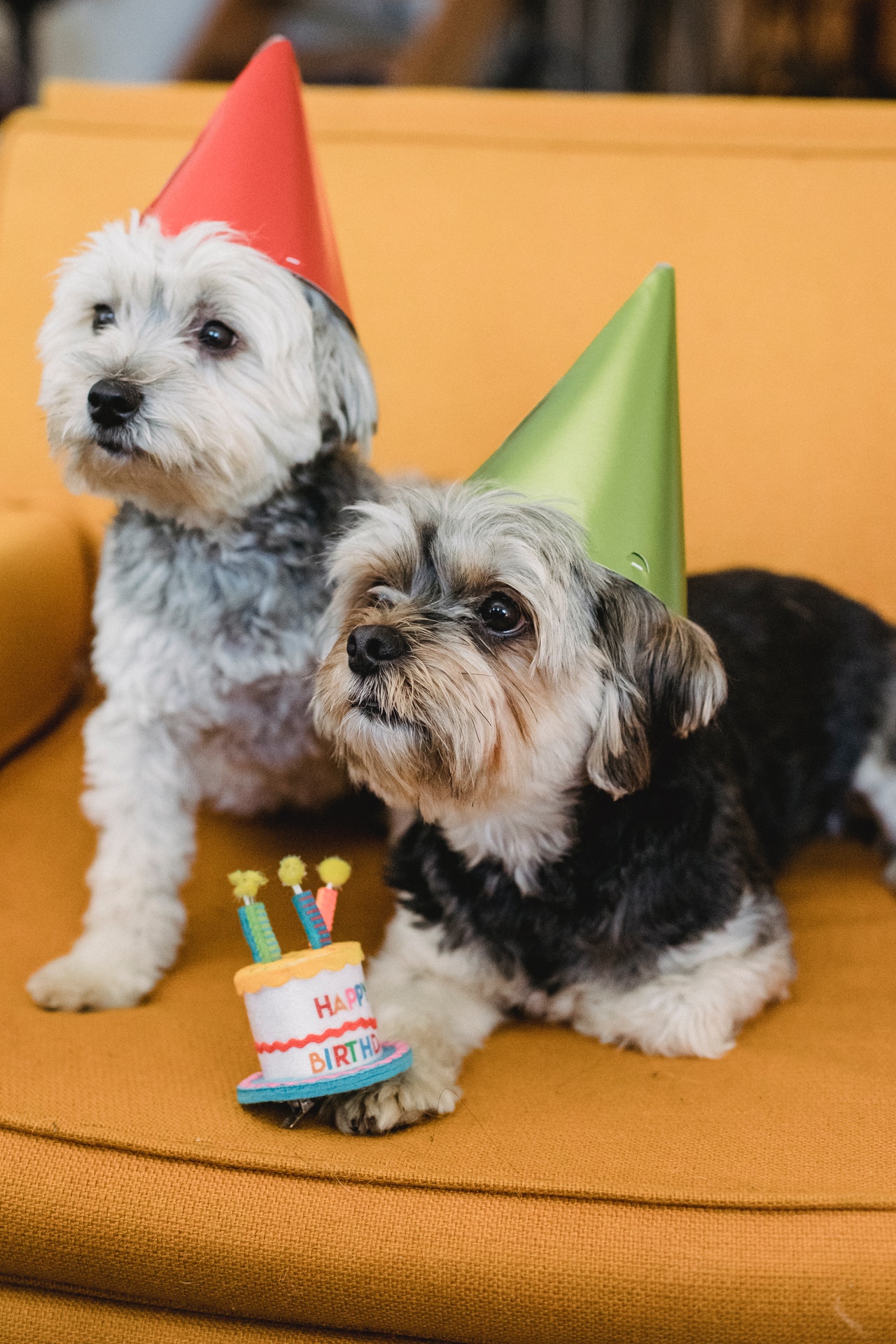 Dogs birthday party