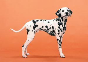 Dog food for large breeds