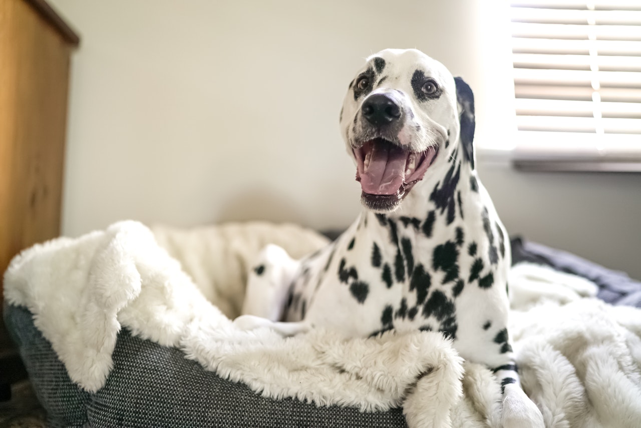 bed for dog's comfort