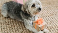 online pet store dog with package gift