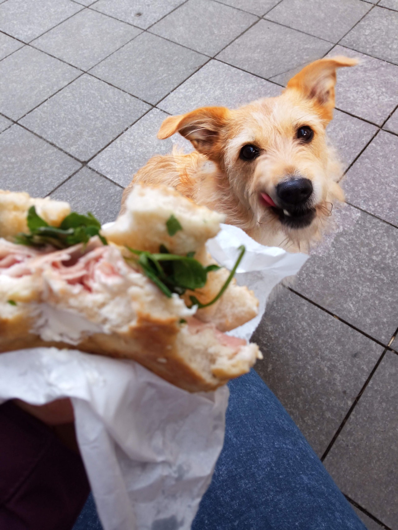 dog eating human foods