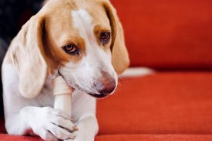 dog chewing bone