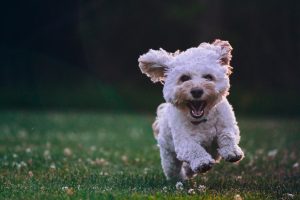 tips for taking care of your dog