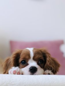 Skincare for dogs