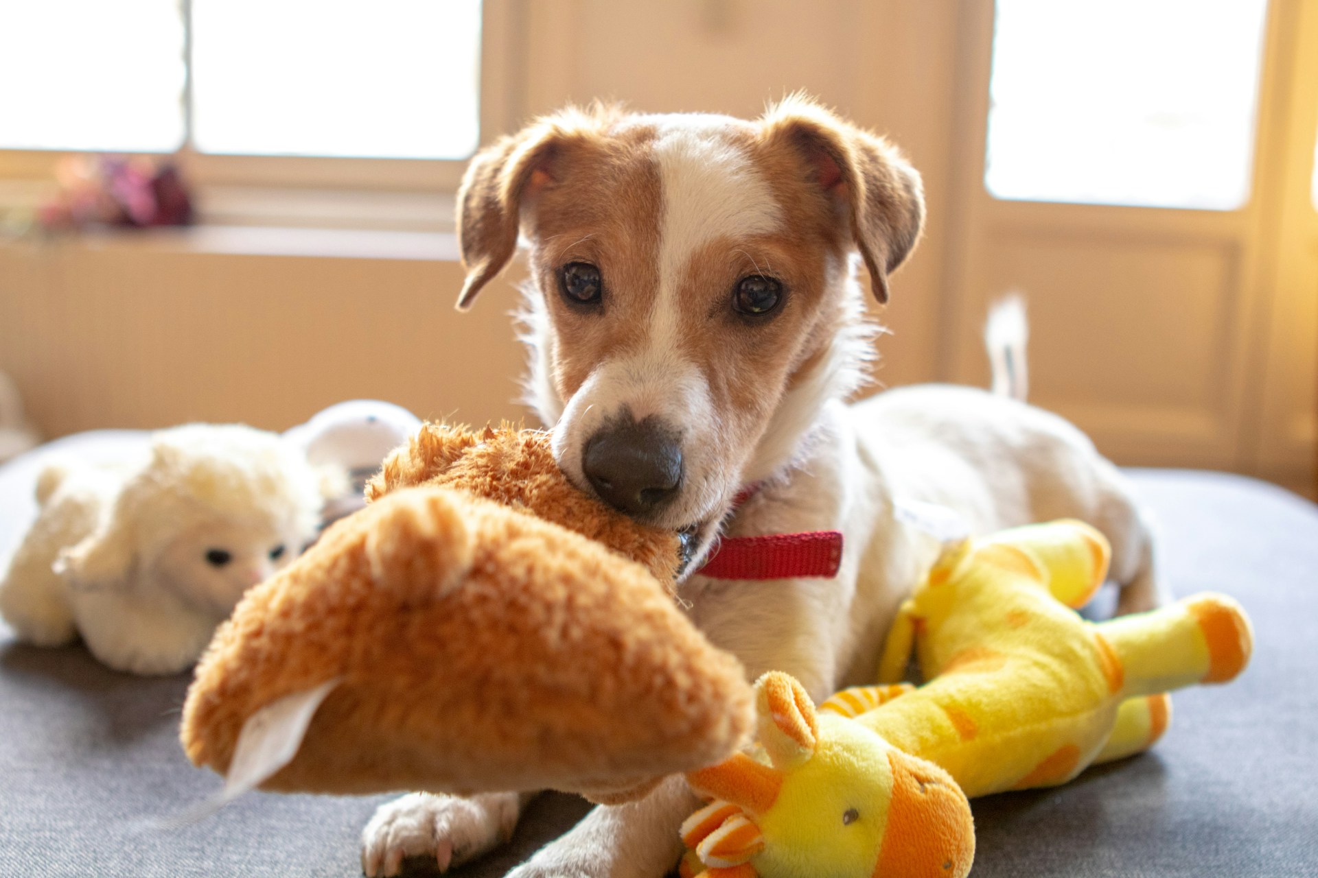 tiny dog breeds