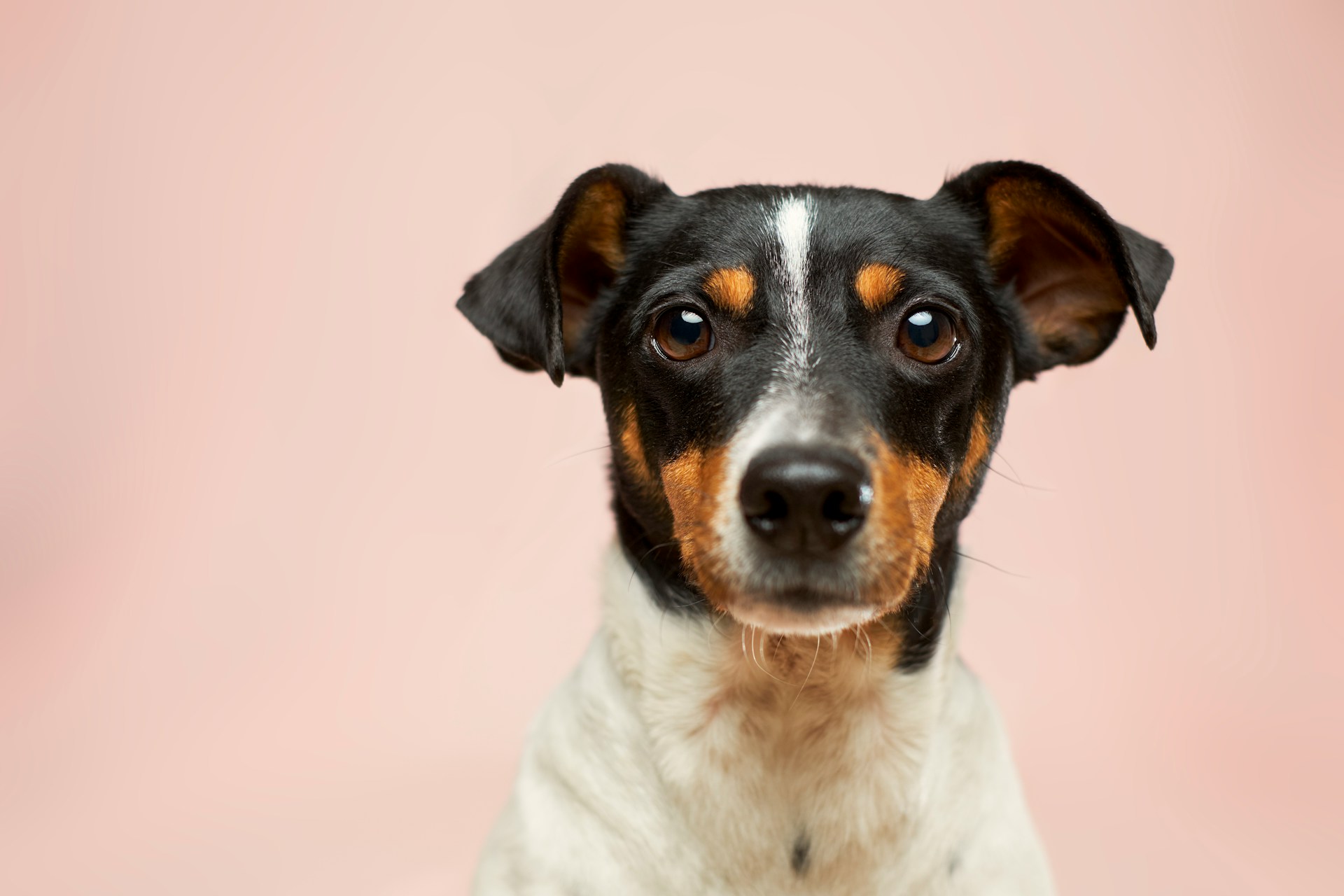 dog bite