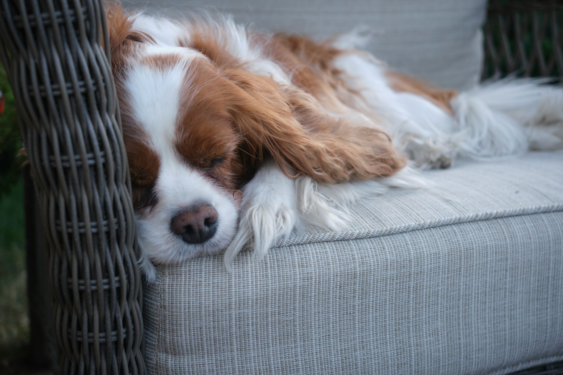 keeping the house clean with dogs
