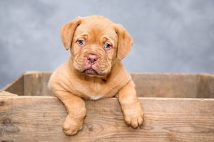 must-haves that make life smoother with pets and kids