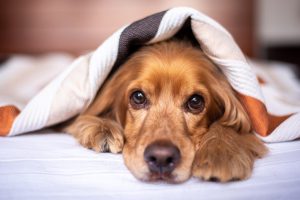 warning signs your dog may have Elbow Dysplasia