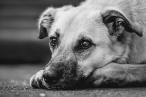 common mistakes after a dog bite