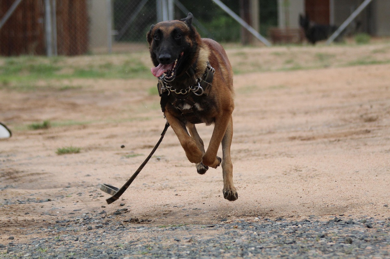 rights after a serious dog attack