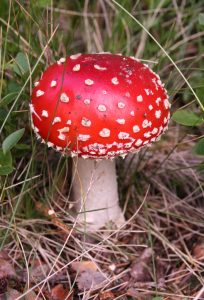 A red mushroom sitting in the grass