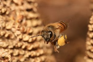 A close up of a honey bee
