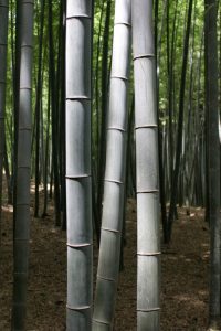 Closeup of a bamboo forest