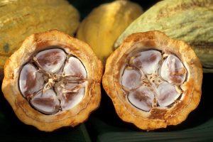 A close up of a cocoa bean