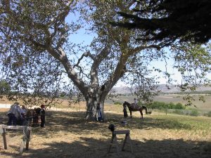 A group of people that are standing in the shade of a tree