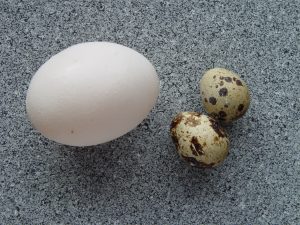 An egg on top of a counter