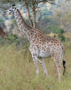 A tall giraffe standing on top of a dry grass field