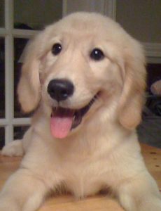 A close up of a dog