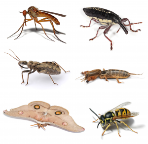 a variety of insects