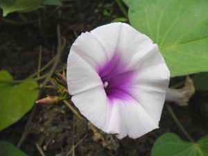 A close up of a flower