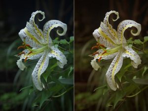 A close up of a color balanced flower