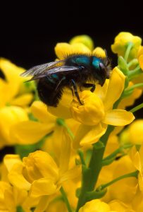 A close up of a yellow flower with bee