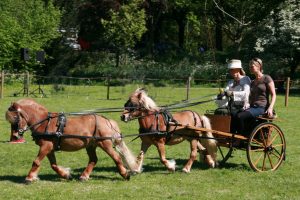 women riding a horse drawn carriage
