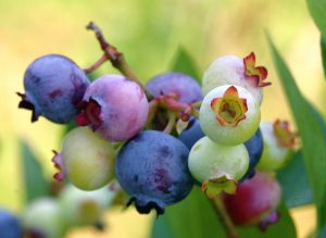 A close up of blueberry fruit