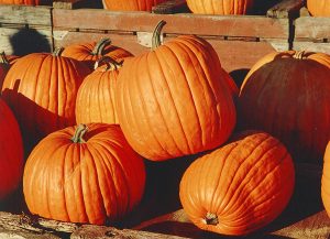 A bunch of pumpkins sitting on a table