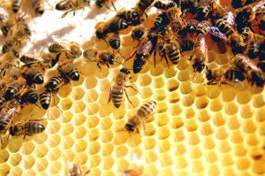 A close up of a bee hive