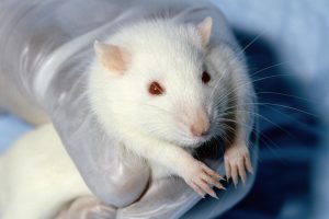 A rodent looking at the camera