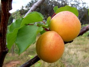 A close up of a fruit hanging from a branch