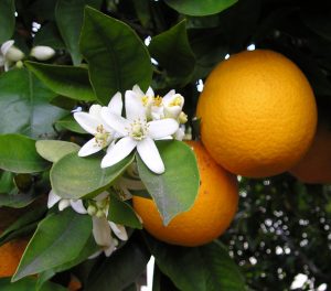 A group of oranges with green leaves